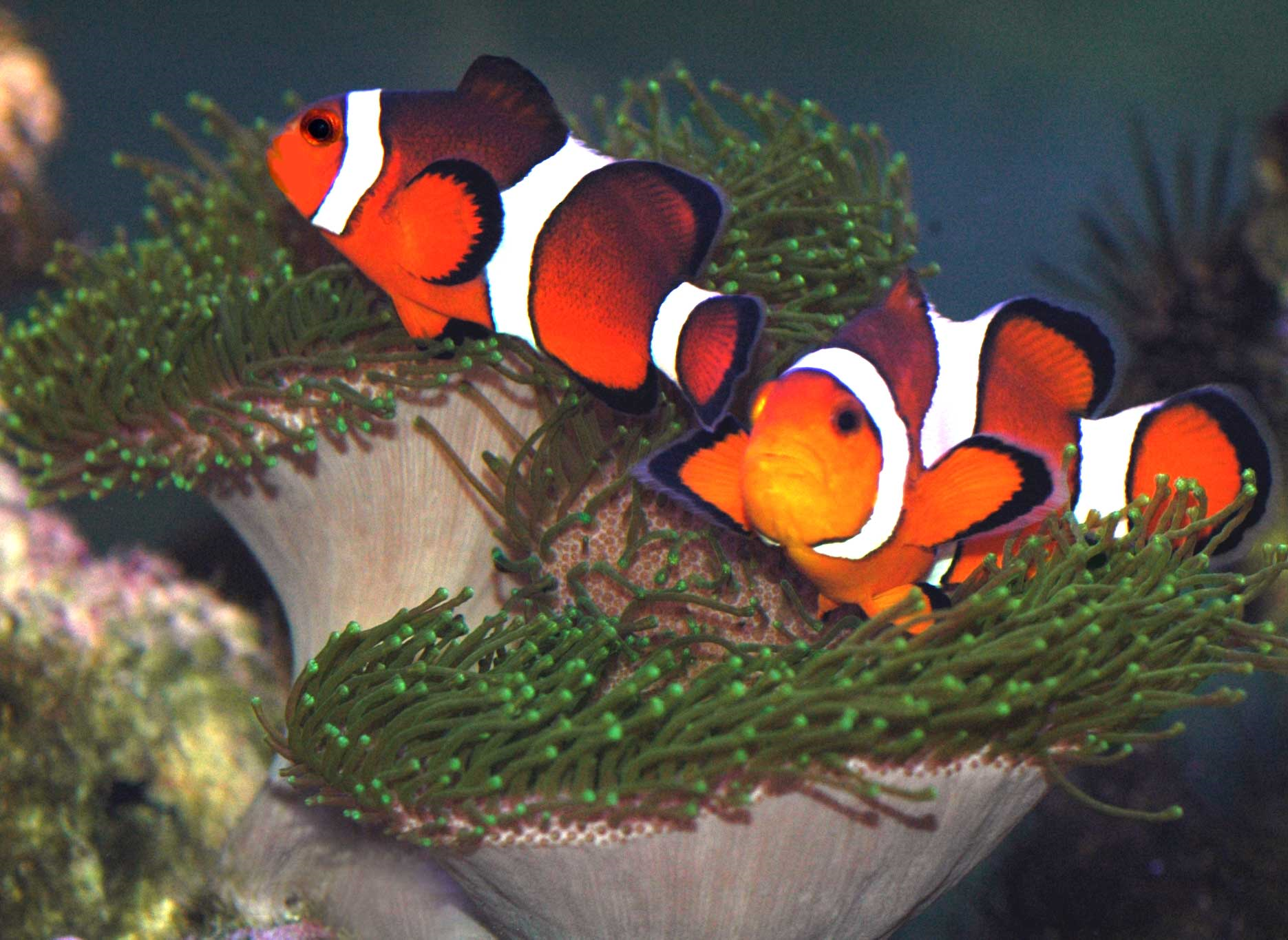 _Clownfish 1871 x 1365