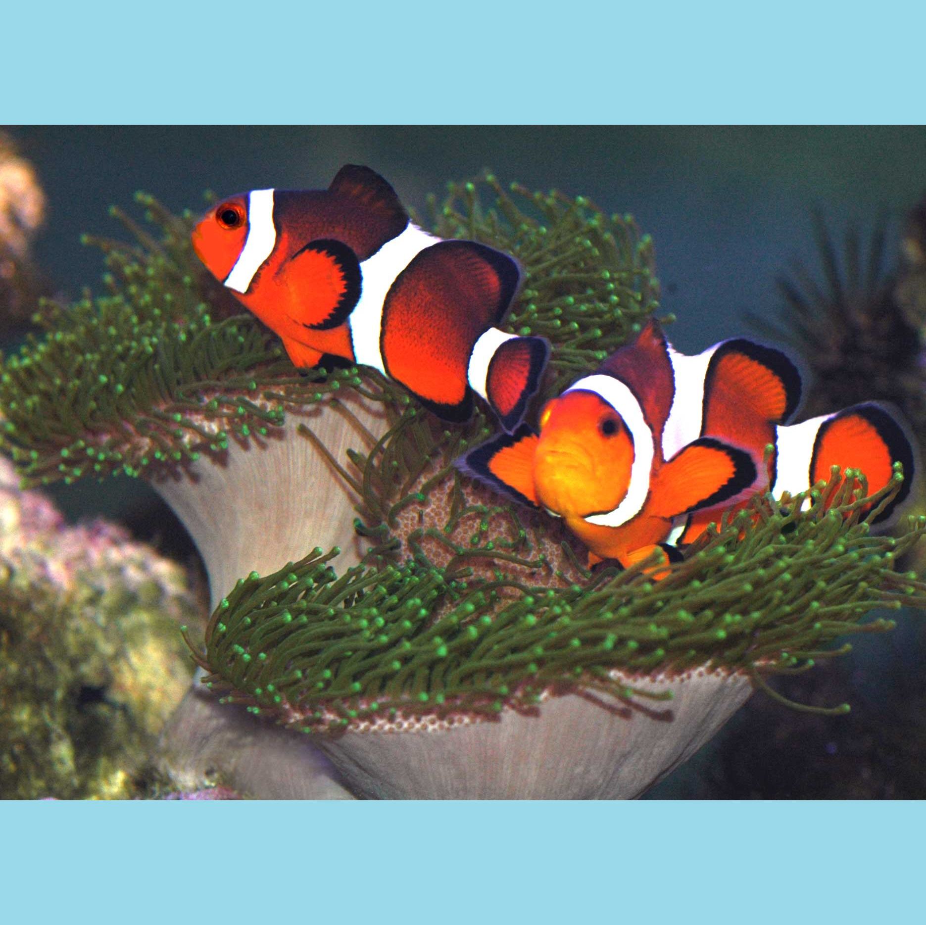 _Clownfish blue